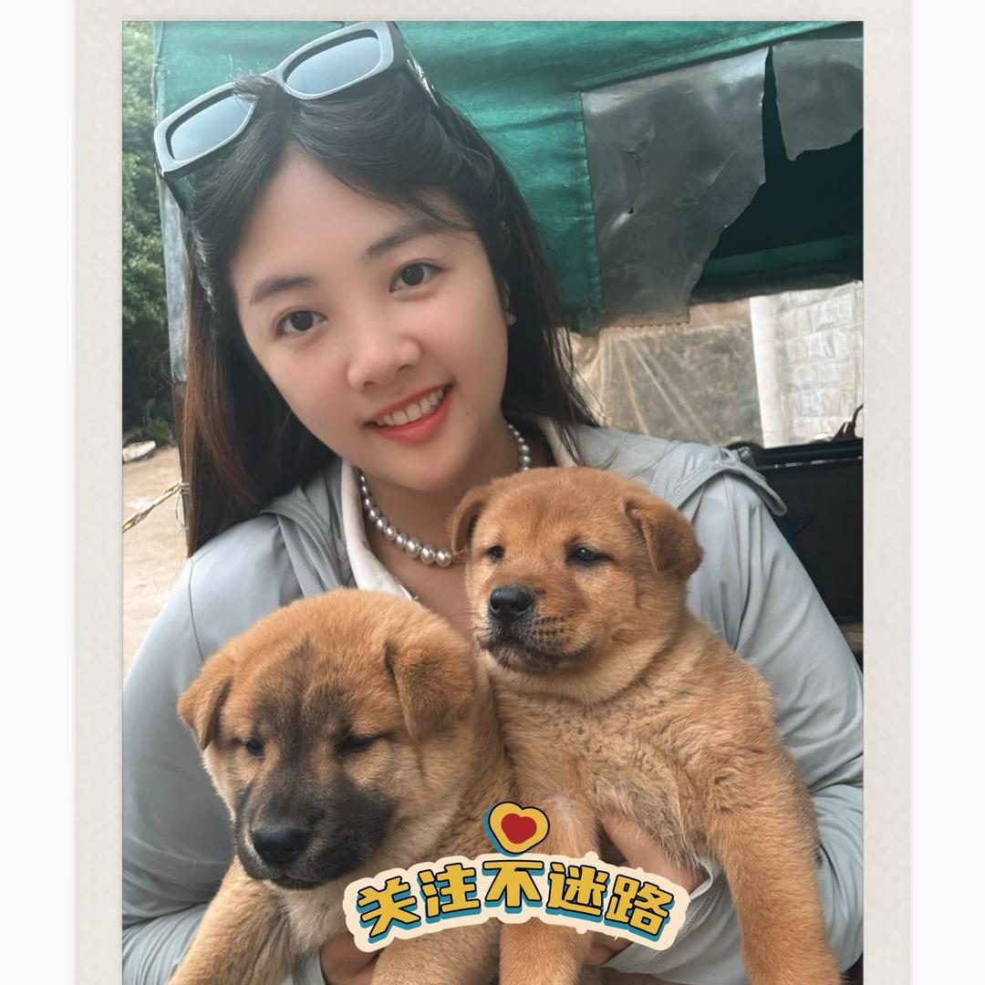 淘宠汇田园犬