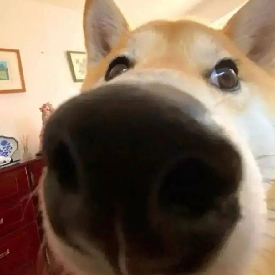 卫的