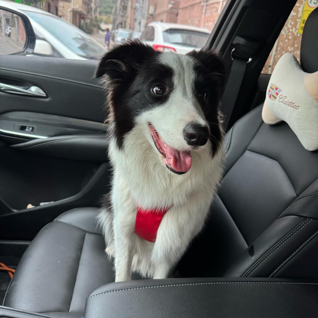 一一崽姓林，是黑白花🦮