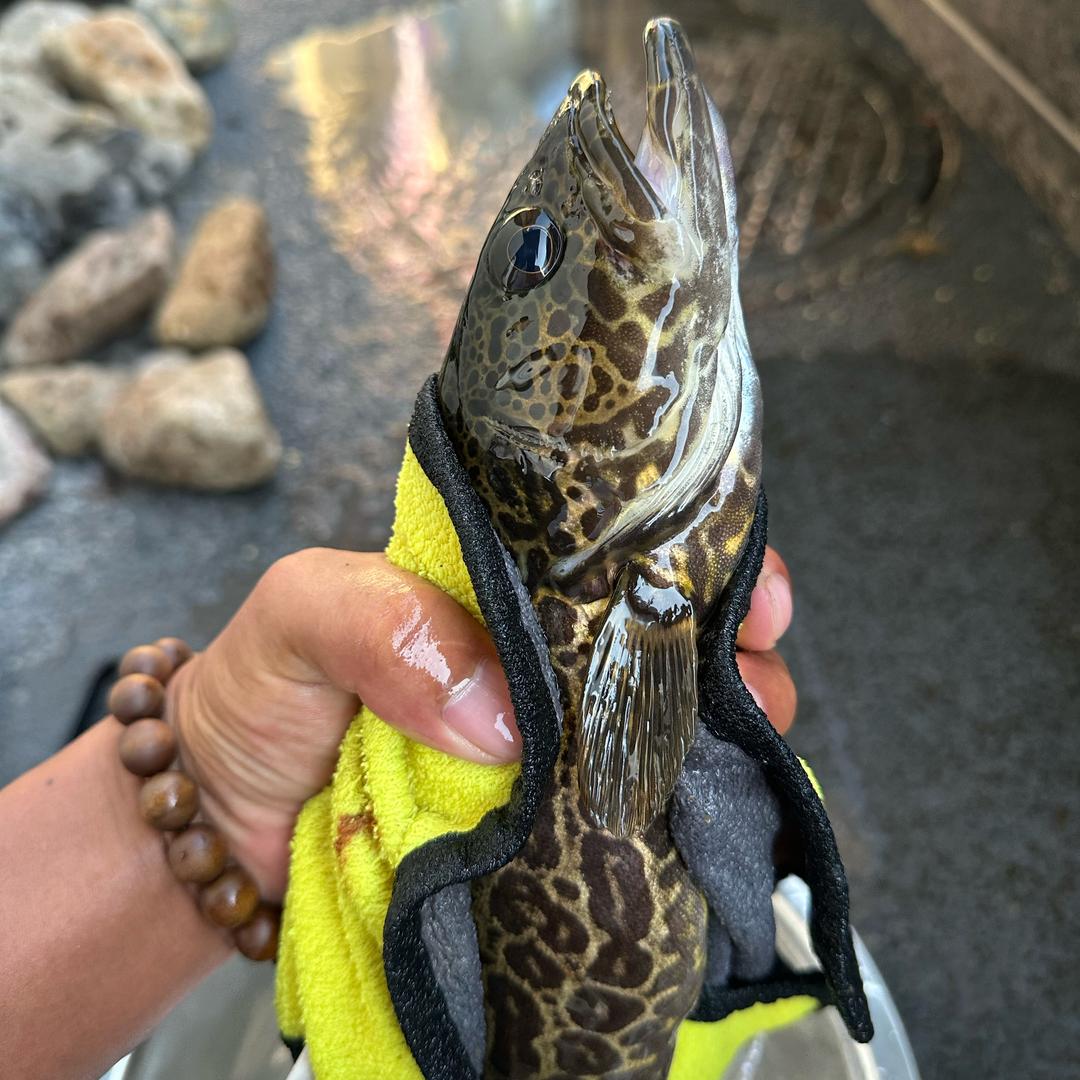 玉山原生鱼（卖鱼）