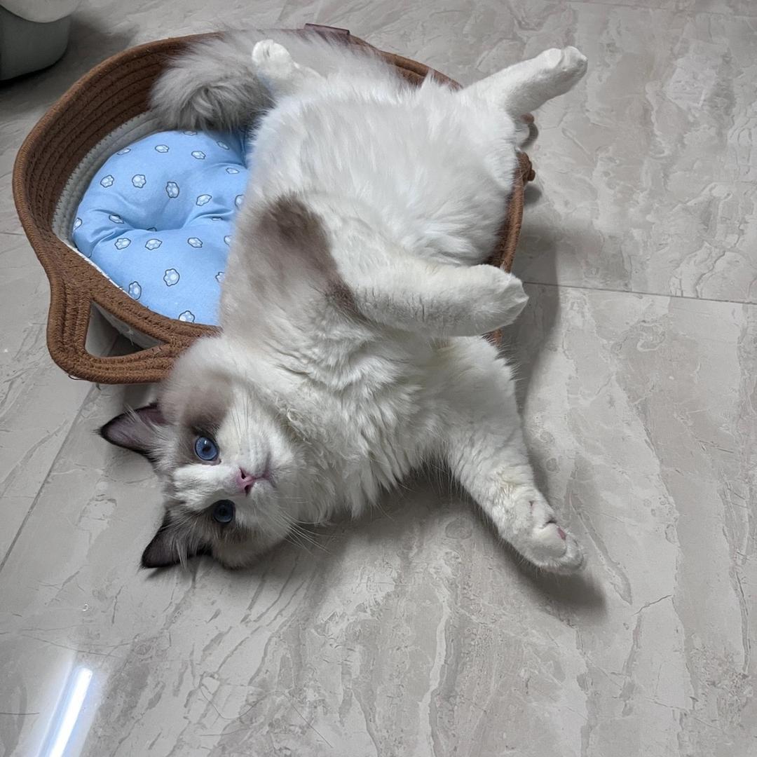 只有一个蛋的柒柒