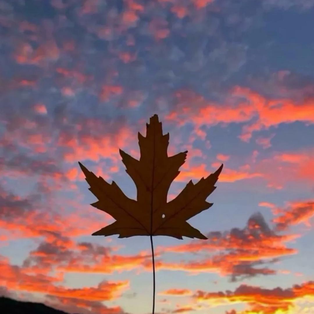 张泽.（拍机堂）