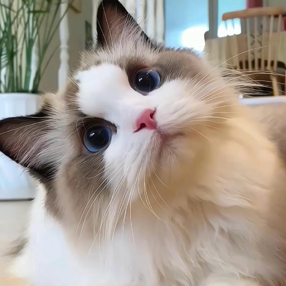 KM猫