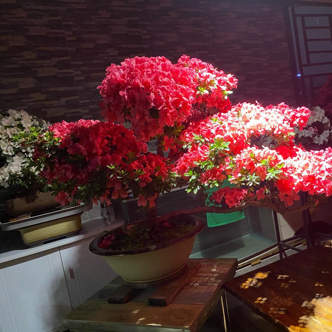 用户8521728702093等冠军