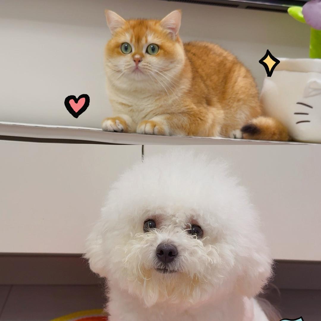 犬喵好物