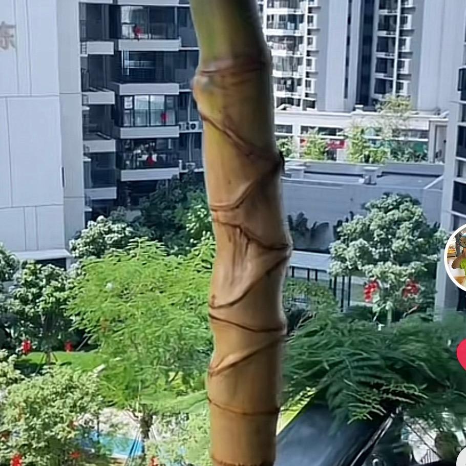 金团（实心玉竹）