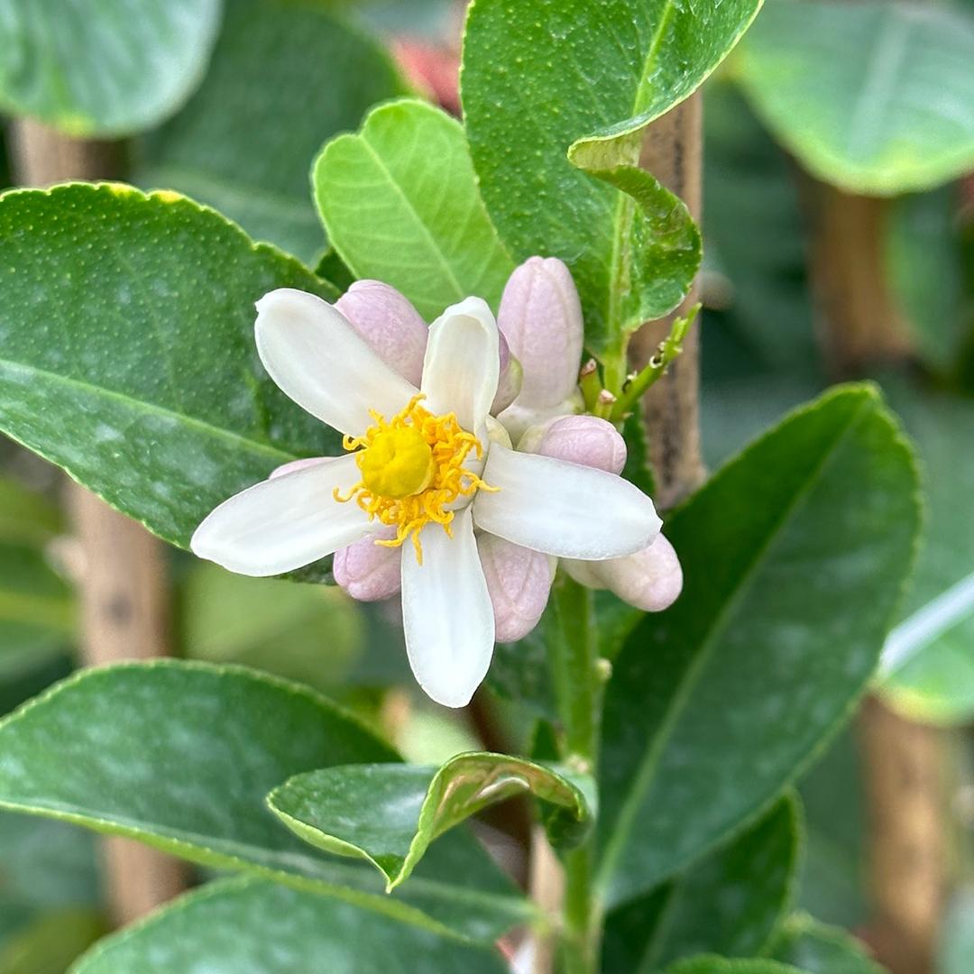寄春JICHUN绿然旺果树木种植果树苗木专卖店
