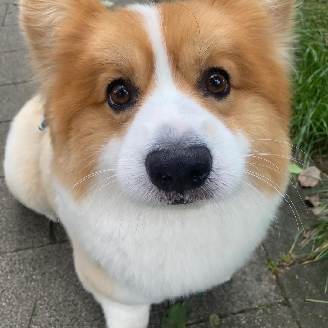 博美狗狗