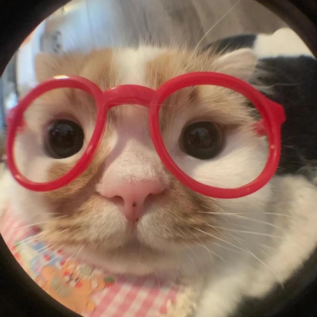 看看cancan