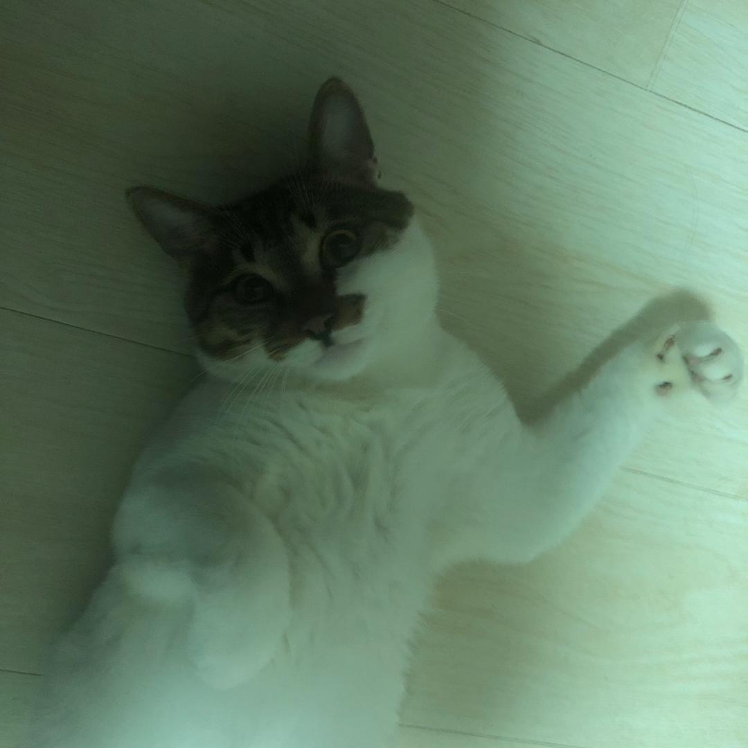 喜力是只大肥猫