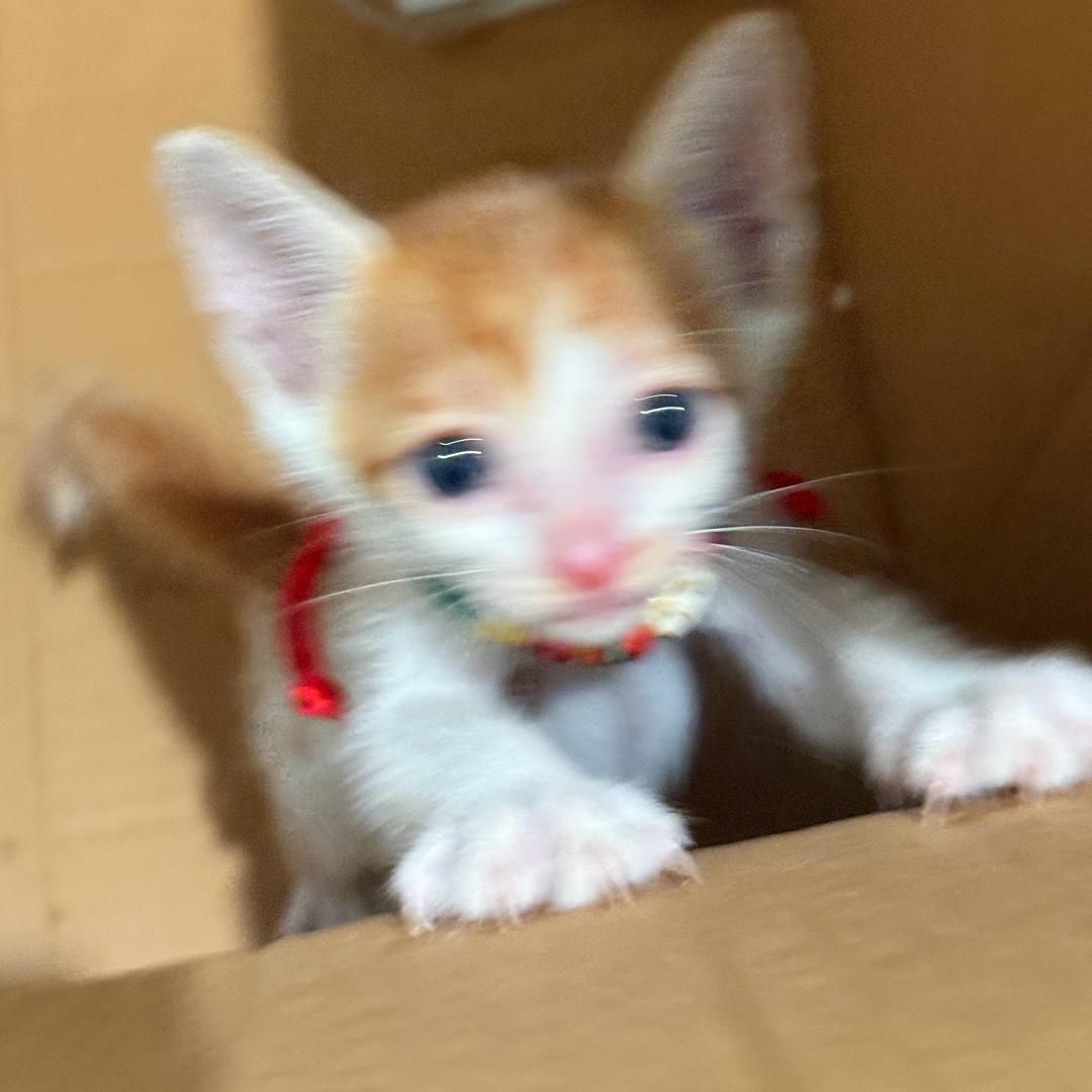 🐱百威弟弟
