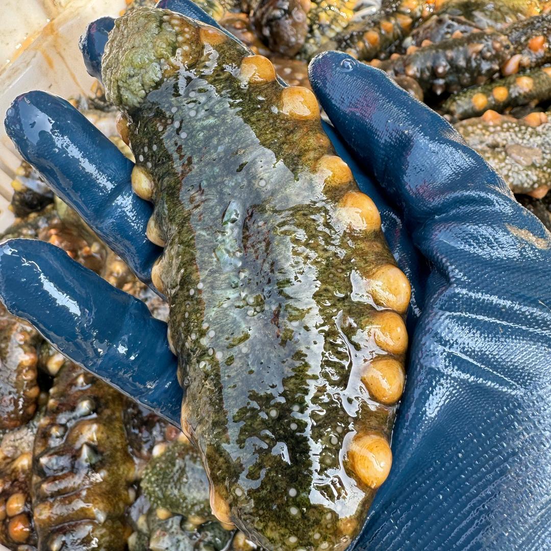 鲁青海参工厂店