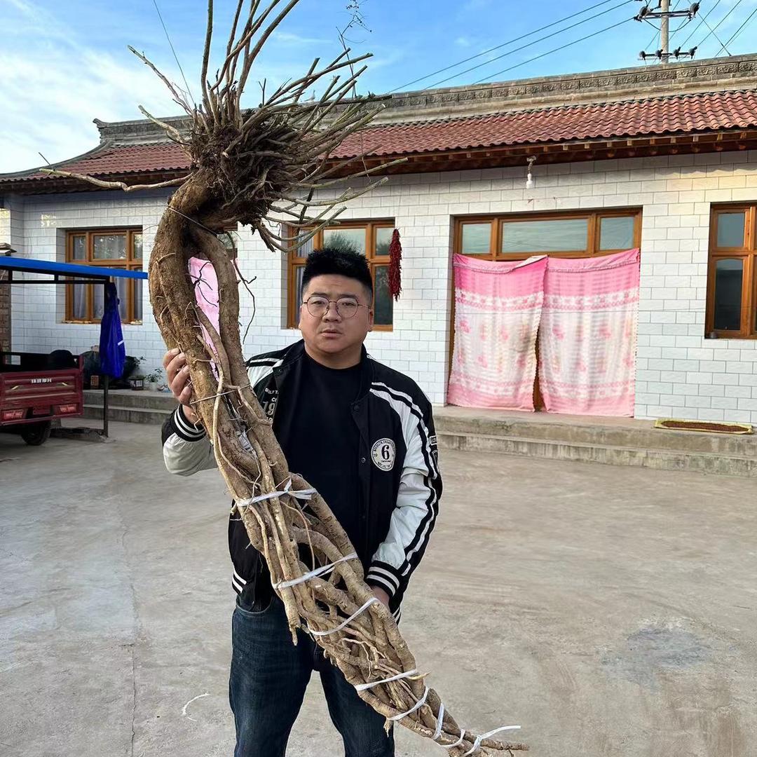 乔掌柜当归党参黄芪
