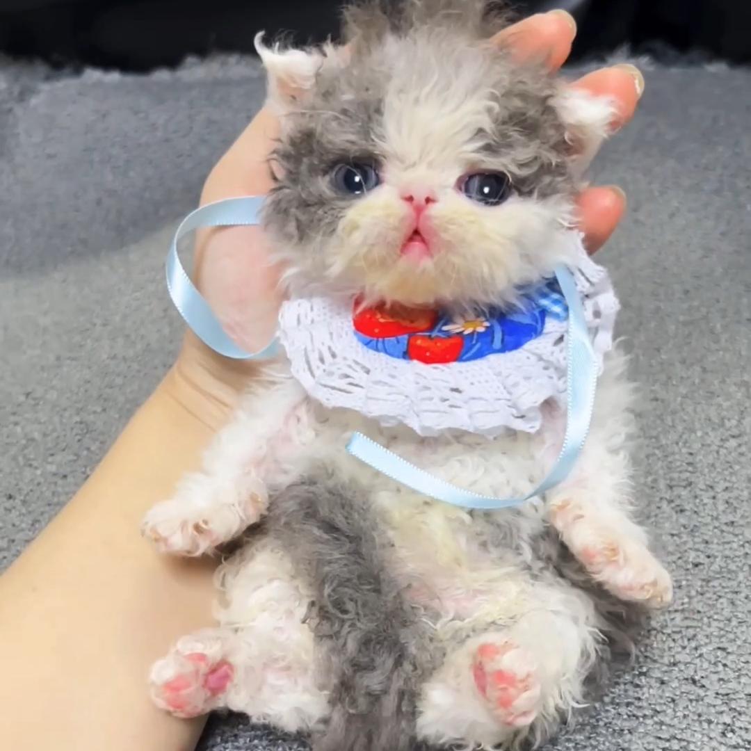 解忧喵&塞尔凯克米努特矮脚猫