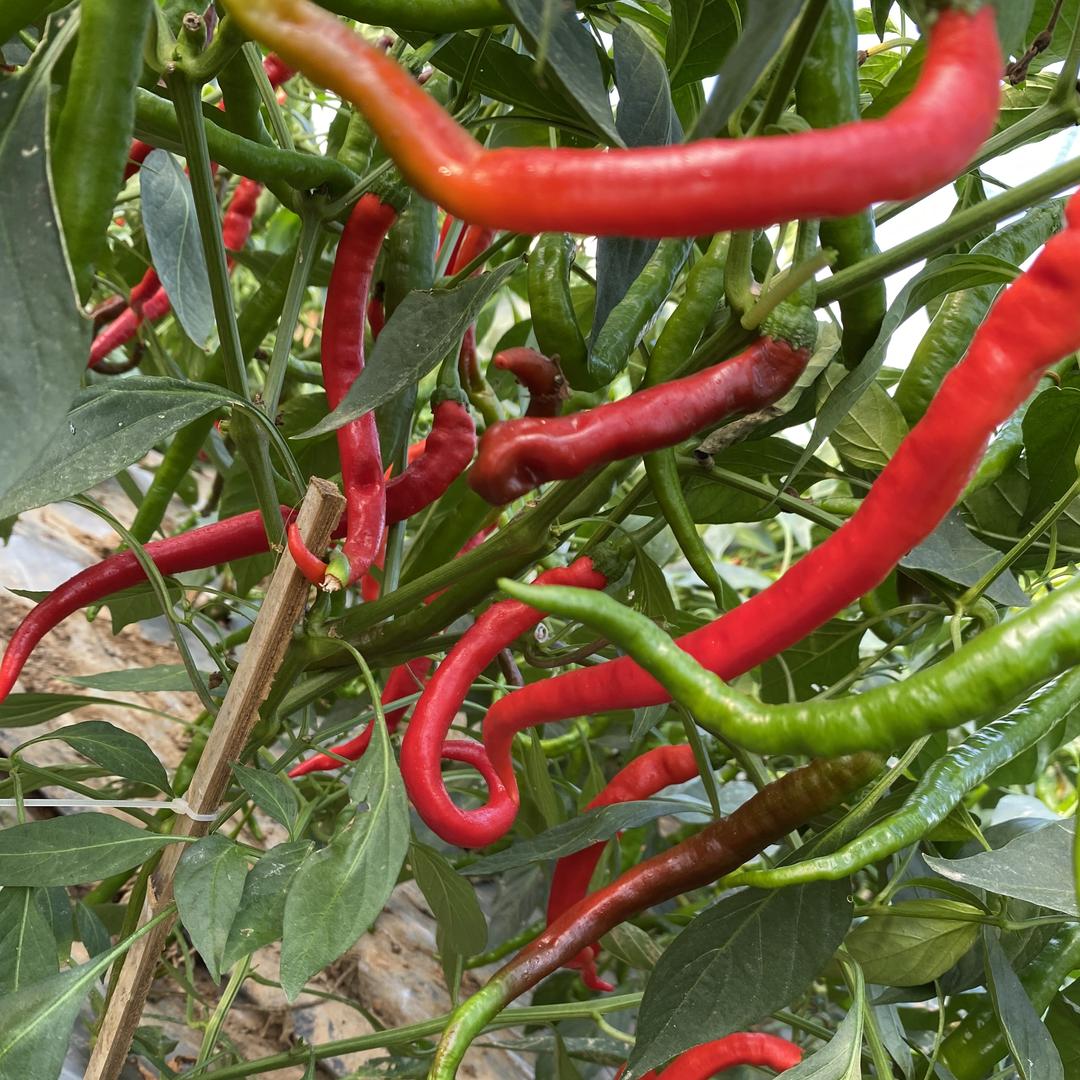 邵阳高山土辣椒