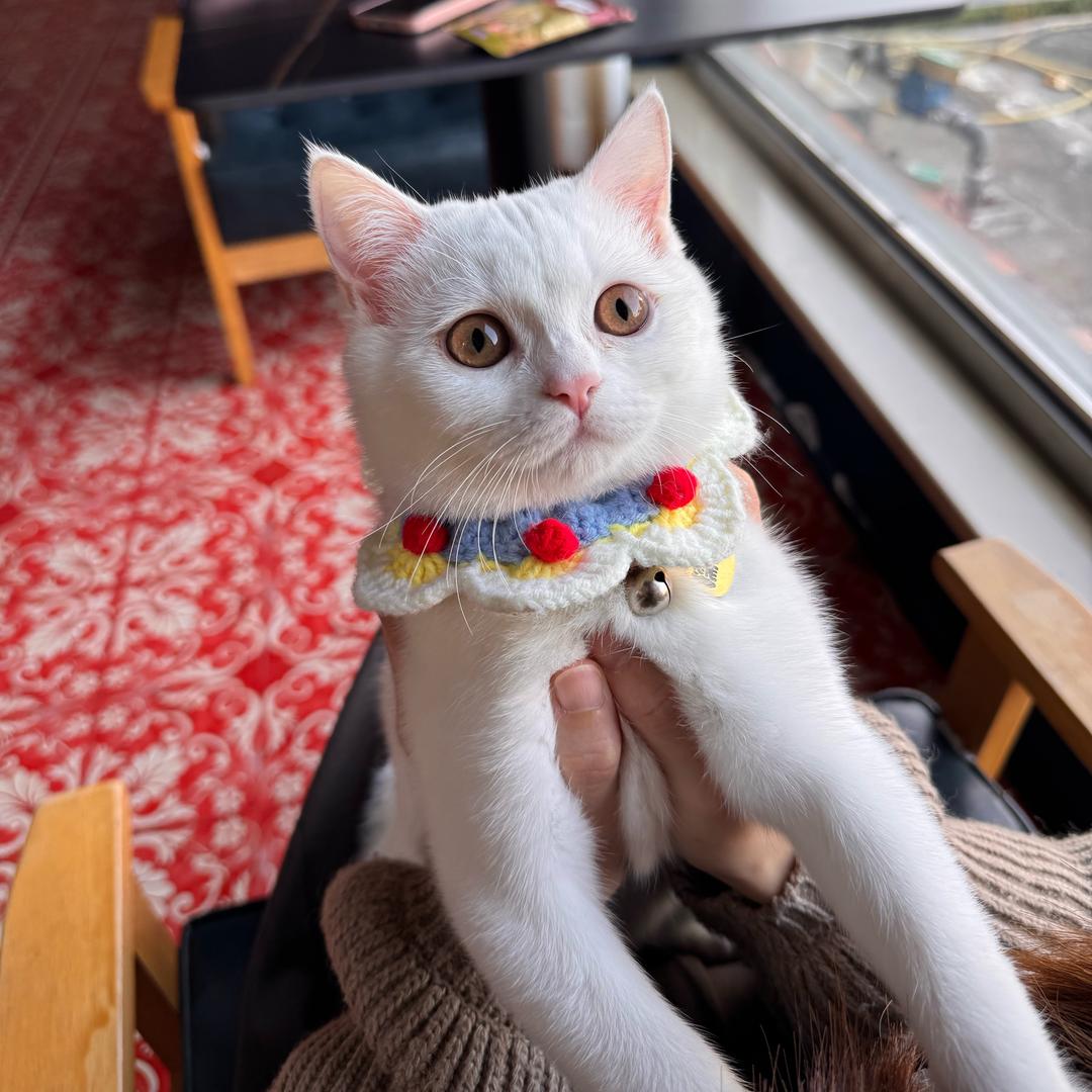 の大脸猫🐱爱吃🐟