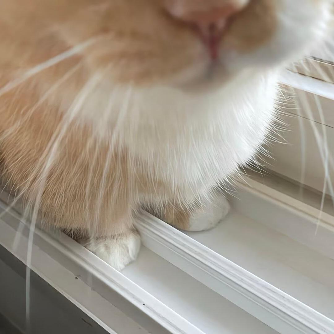 犯困的吐司边🍞