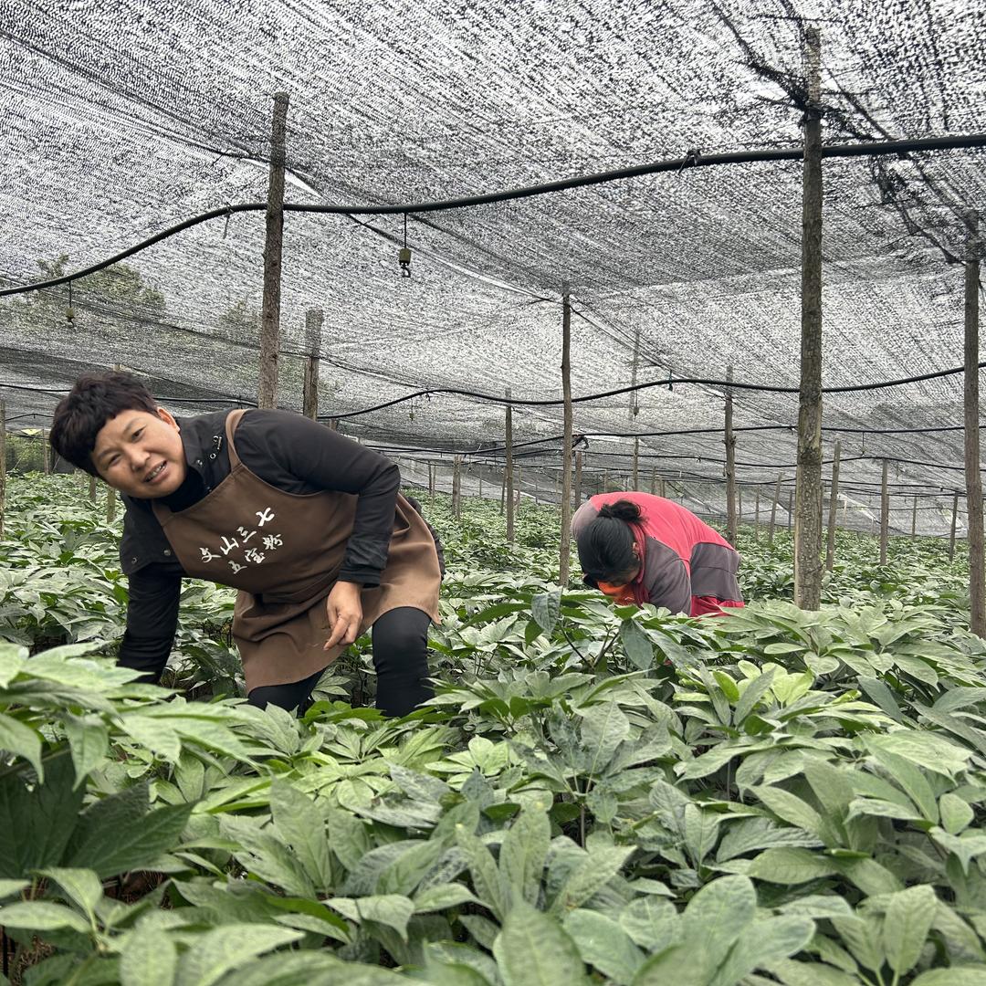 滇奇翠（云南文山三七）农产品批发