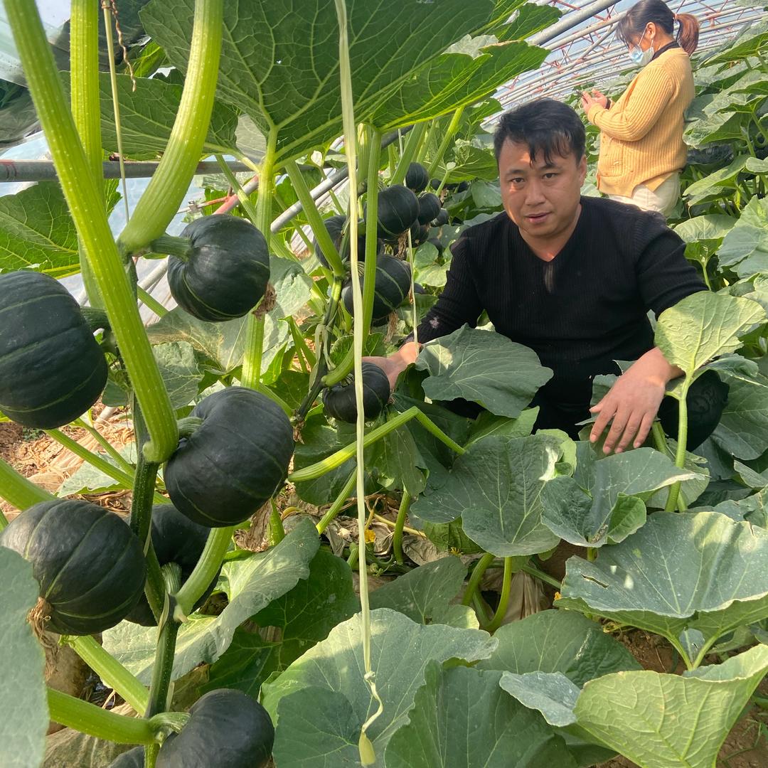 永滨收购南瓜🎃