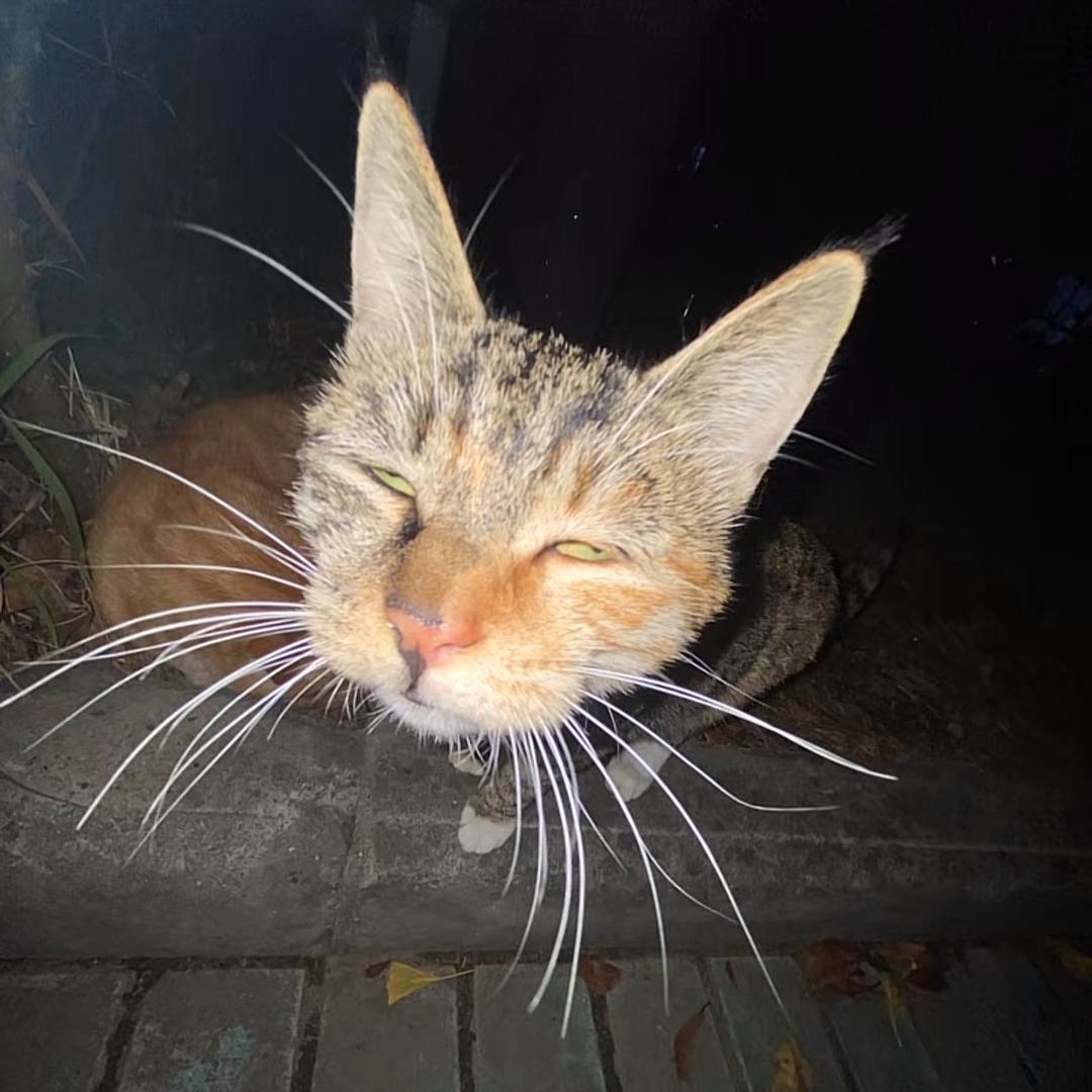 香菜什么时候灭绝