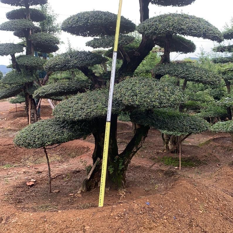 京山市盛伟对节白蜡