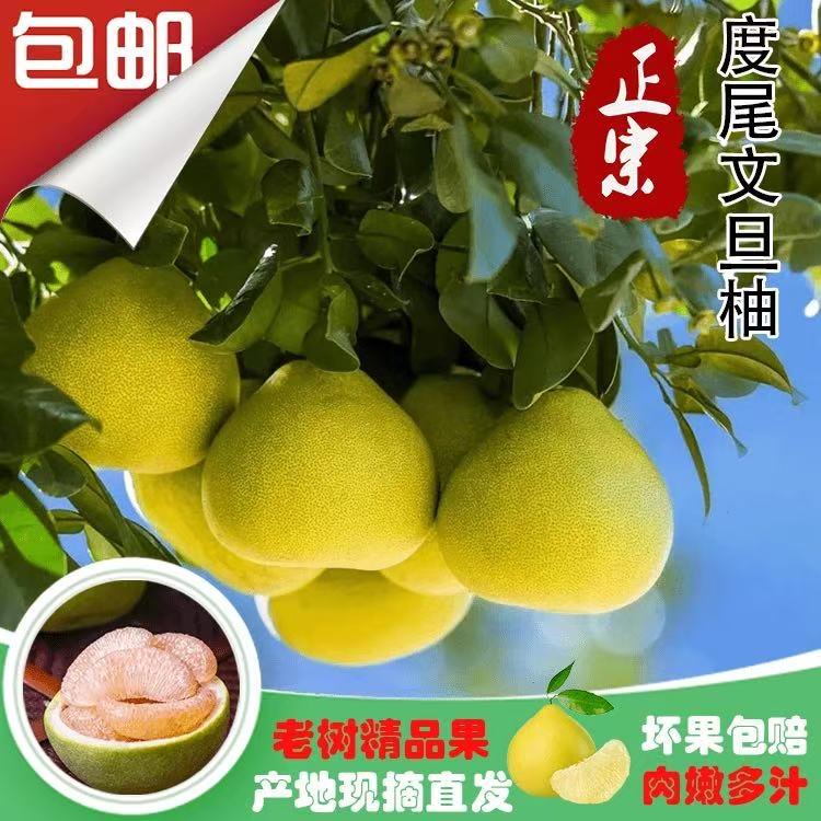 莆仙文旦柚老树店