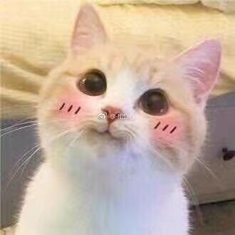 花  猫