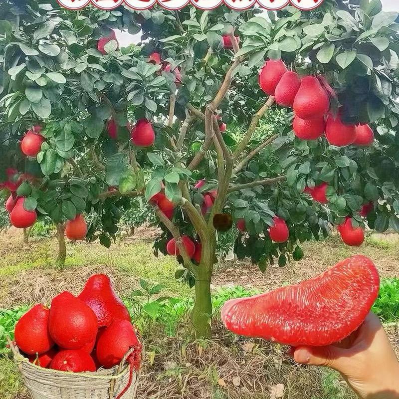 花满天果树店