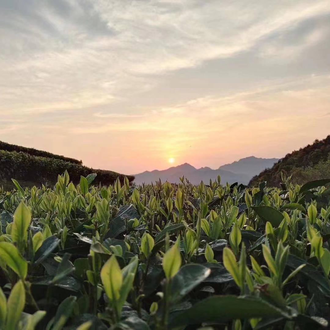 赤心茶仓1号店