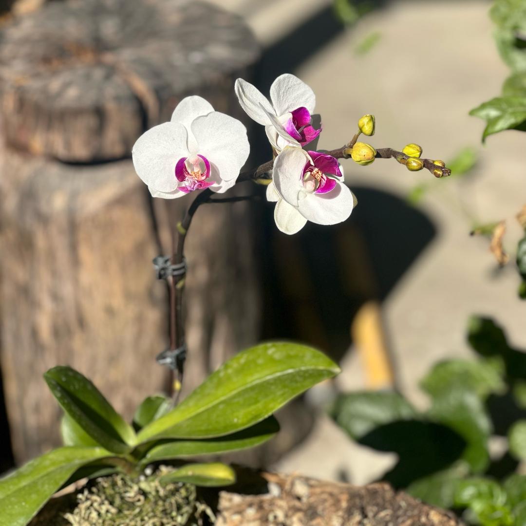 钰鈴～🇲🇲缅甸翡翠