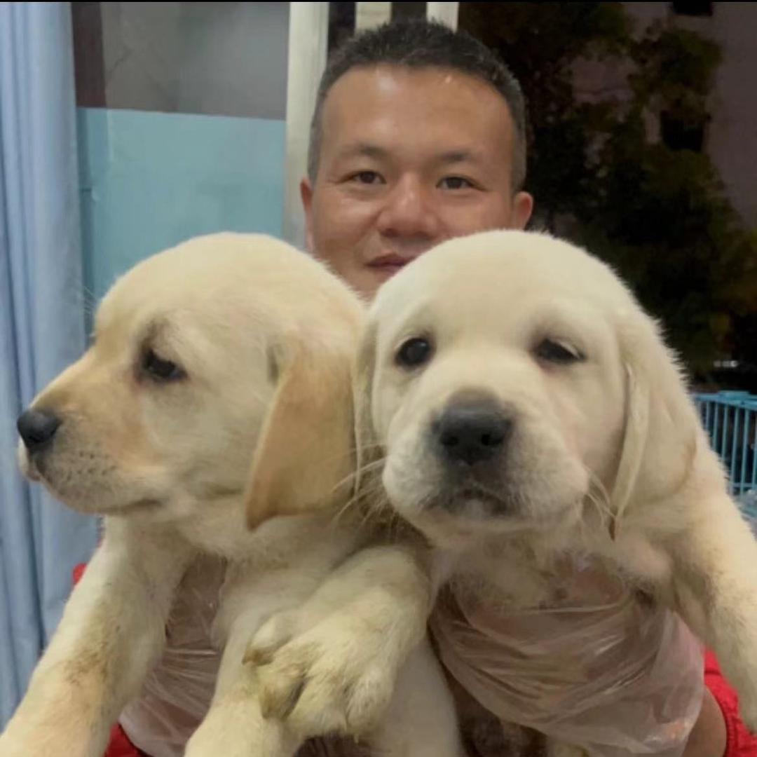 南昌宠物批发市场