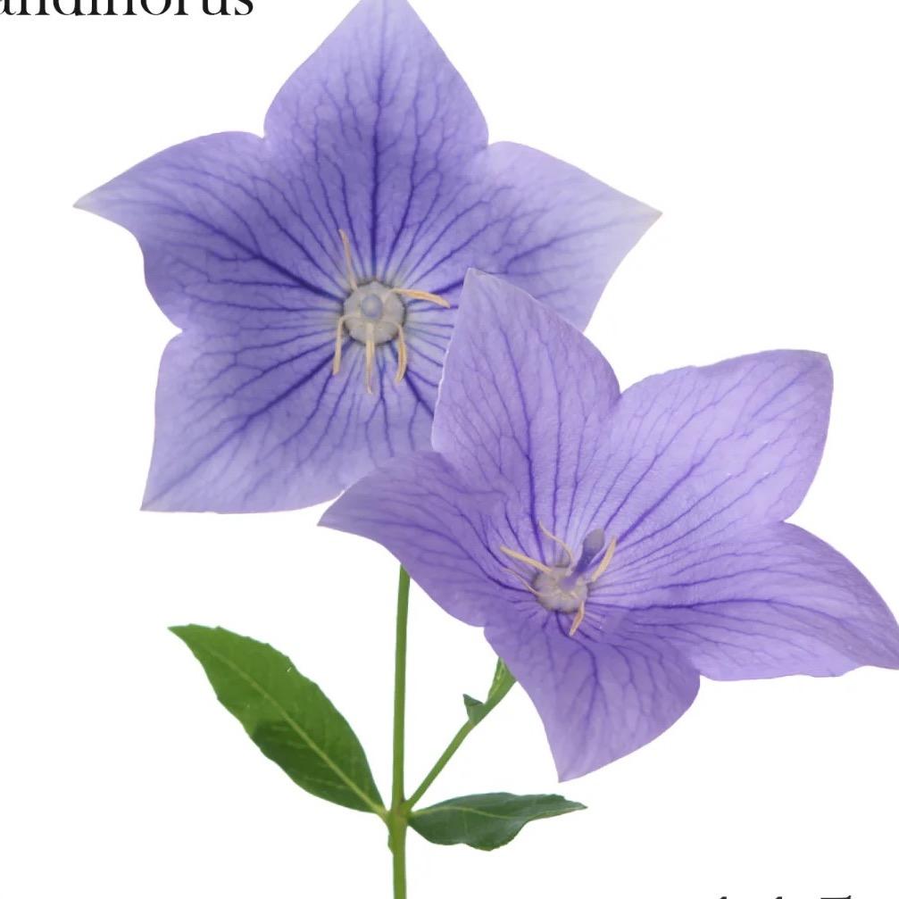 十字路口平常心