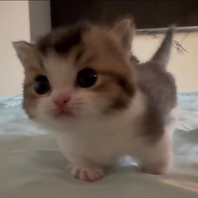 一个饼