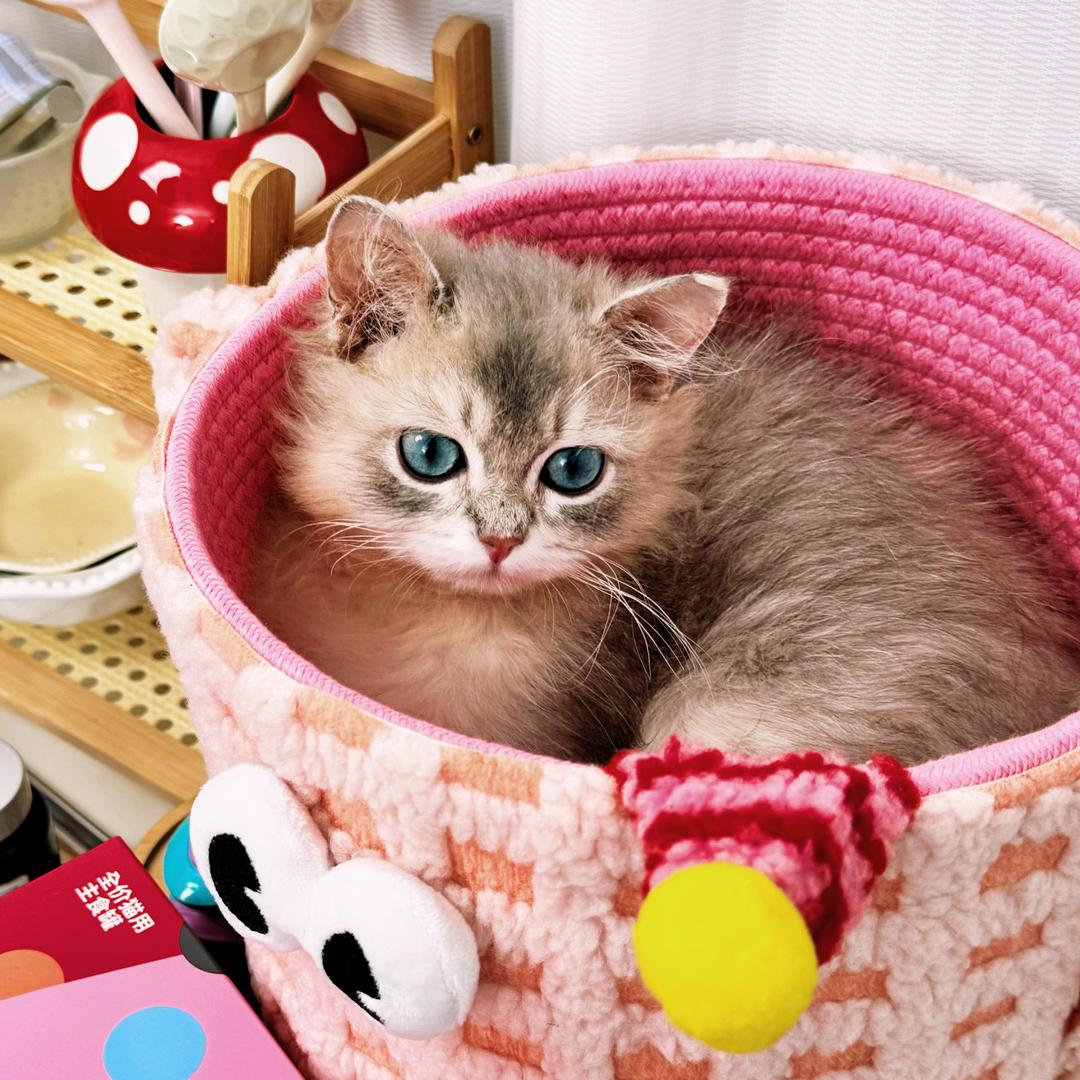 猫咪星球（测评版）