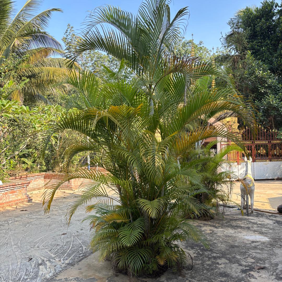 🌿☘️🪴🎋🍃🎍