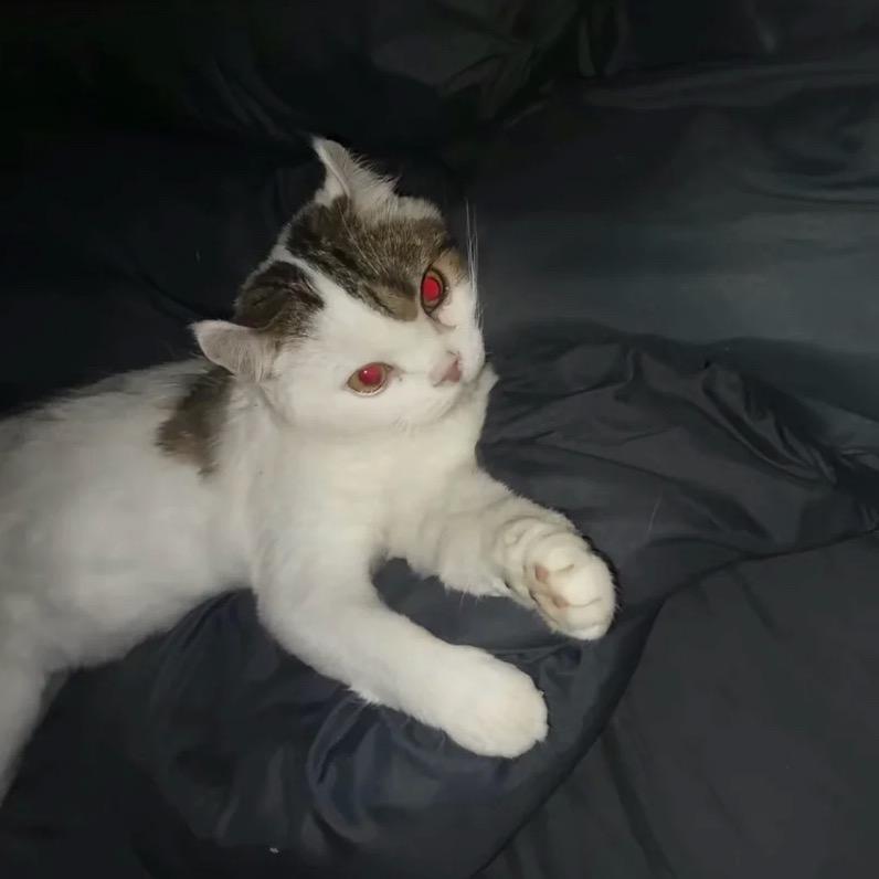 世界上最萌的小美