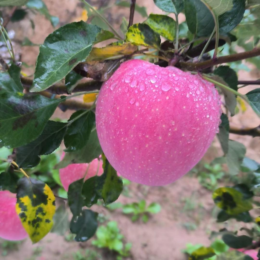 梦想是个高消费