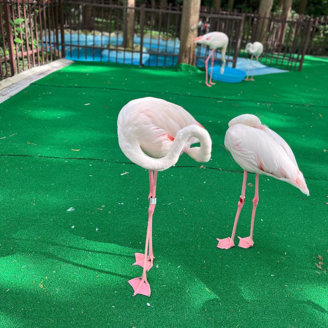 火烈鸟🦩