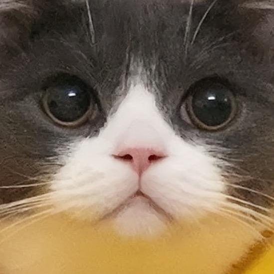 六阿喵