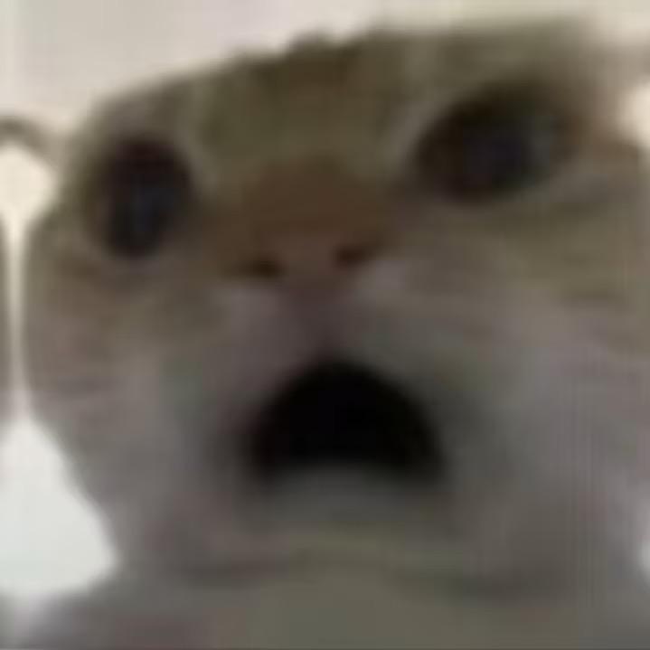 鼠鼠