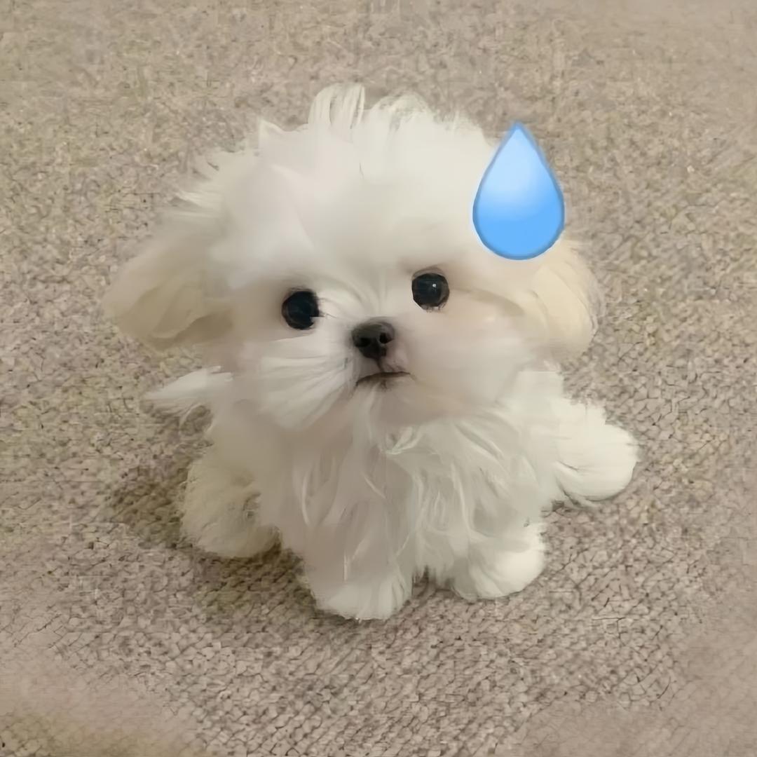 小程佳子