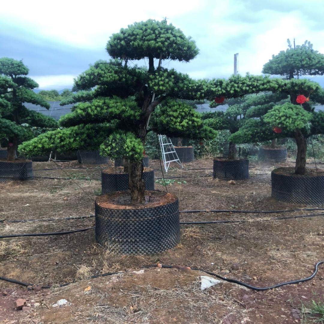 金华松景园林绿化有限公司