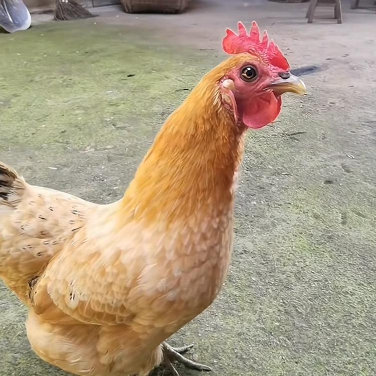 土味土鸡