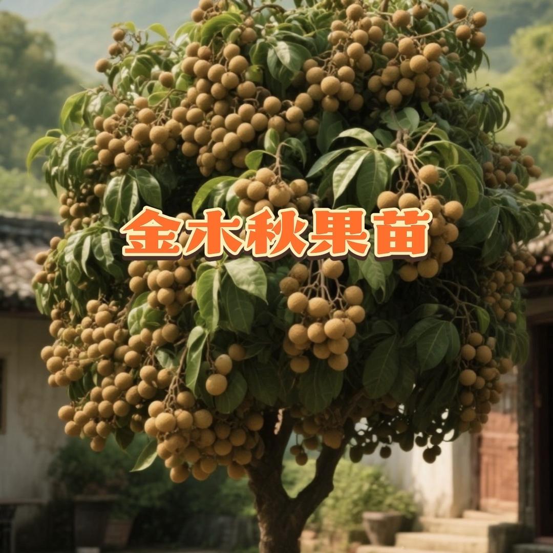 栩季金木秋果树苗木专卖店