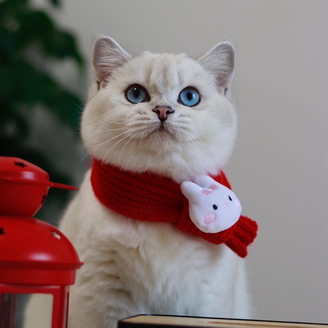 苏木木的猫