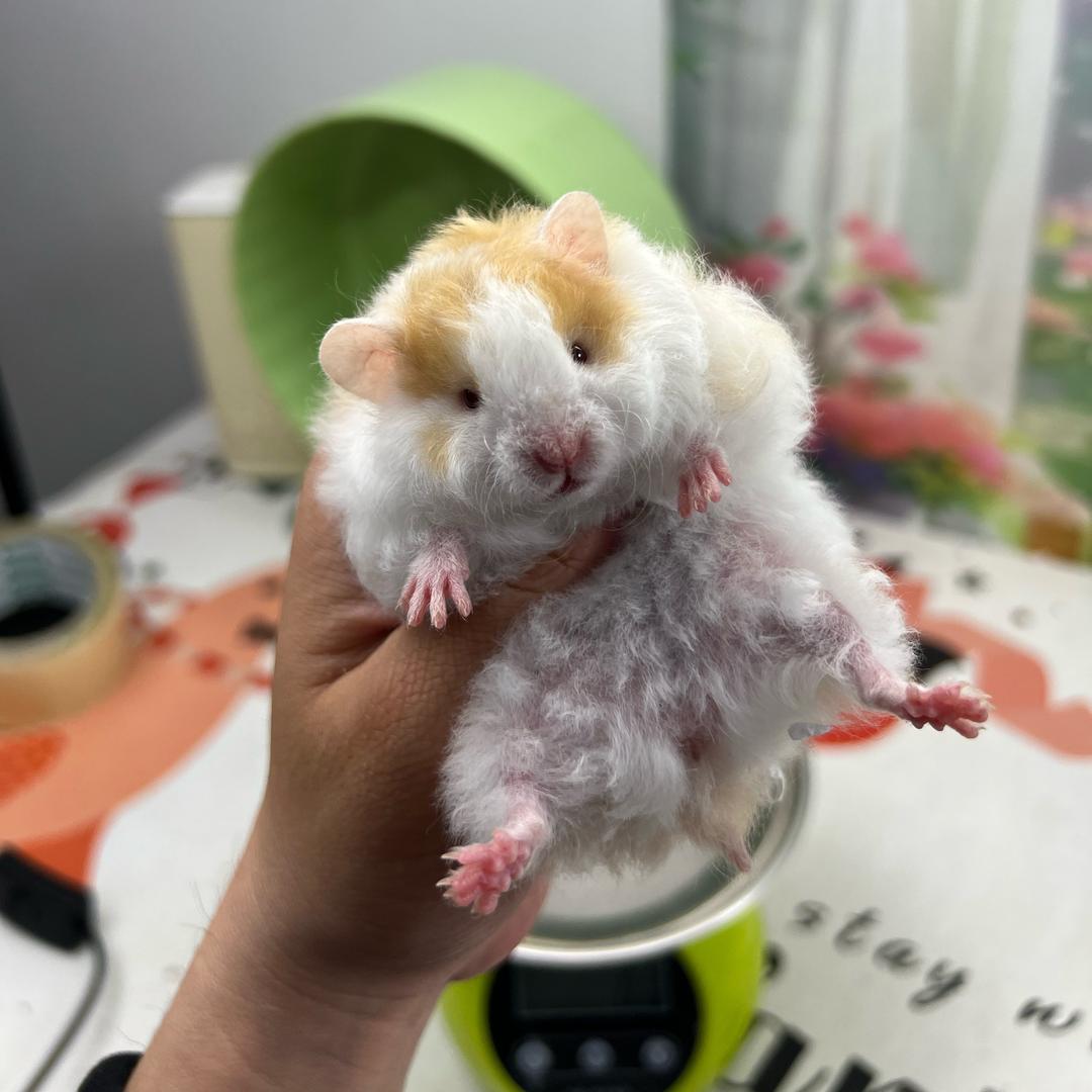 包包脸宠物之家橙越熊舍