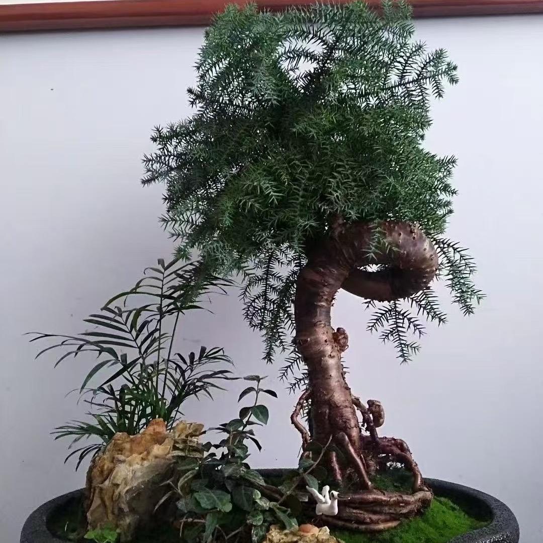 道法自然