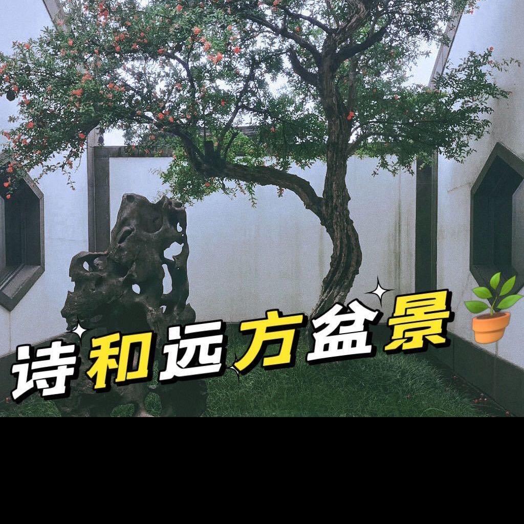 诗和远方大红袍石榴