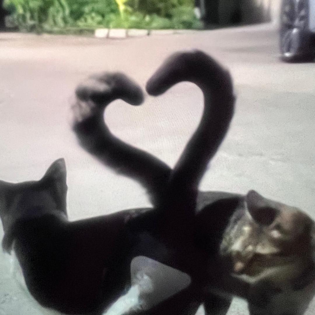 💞