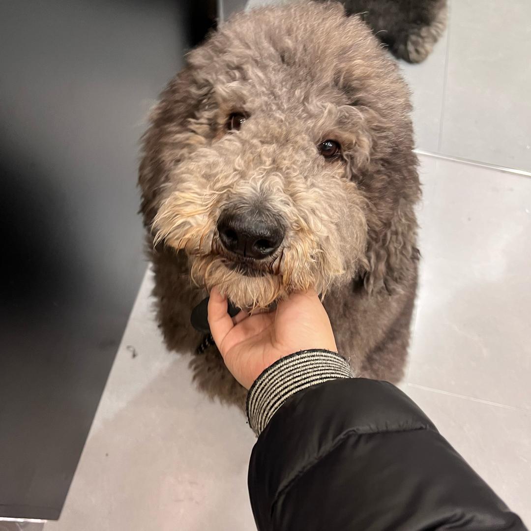 吃饭睡觉摸狗头